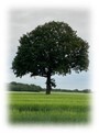 Tree Image